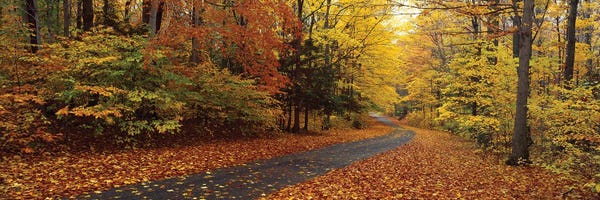 Road Passing Through Autumn Forest, Chestnut Ridge County Park, Orchard Park, Erie County, New York, USA