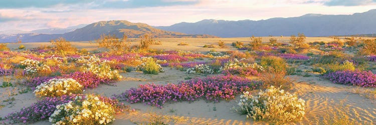 Sand Verbena And Primrose Growing In Sand Dunes Of Anza-Borrego Desert State Park, California, USA