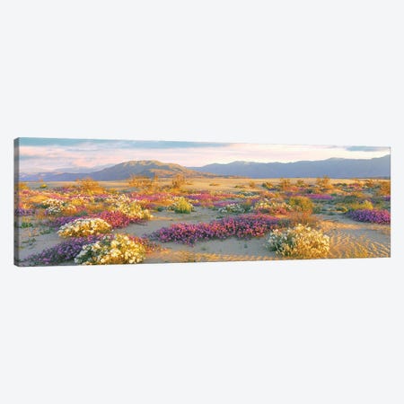 Sand Verbena And Primrose Growing In Sand Dunes Of Anza-Borrego Desert State Park, California, USA Canvas Print #PIM16020} by Panoramic Images Canvas Artwork