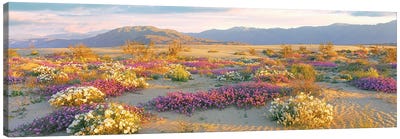 Sand Verbena And Primrose Growing In Sand Dunes Of Anza-Borrego Desert State Park, California, USA Canvas Art Print - Desert Landscape Photography