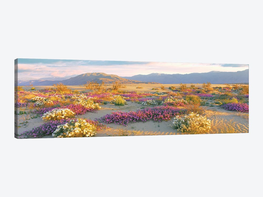 Sand Verbena And Primrose Growing In Sand Dunes Of Anza-Borrego Desert State Park, California, USA by Panoramic Images 1-piece Canvas Wall Art