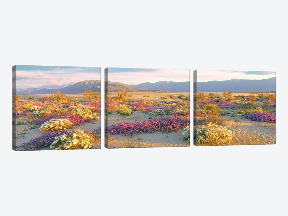 Sand Verbena And Primrose Growing In Sand Dunes Of Anza-Borrego Desert State Park, California, USA by Panoramic Images 3-piece Canvas Wall Art