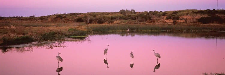 Sandhill Cranes  In A Pond At A Celery Fields, Sarasota, Sarasota County, Florida, USA