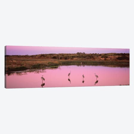Sandhill Cranes  In A Pond At A Celery Fields, Sarasota, Sarasota County, Florida, USA Canvas Print #PIM16021} by Panoramic Images Canvas Art