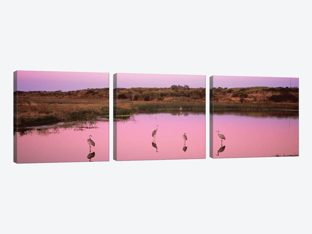 Sandhill Cranes  In A Pond At A Celery Fields, Sarasota, Sarasota County, Florida, USA by Panoramic Images 3-piece Canvas Print