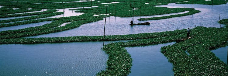 Seaweed Cultivation In A Fish Farm, Phnom Penh, Cambodia