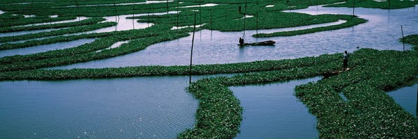Cambodia: Seaweed Cultivation In A Fish Farm, Phnom Penh, Cambodia by Panoramic Images
