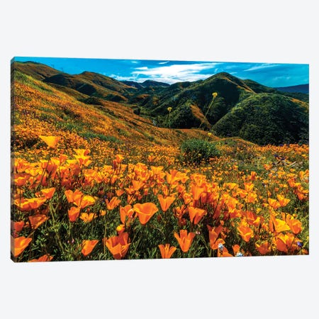Super Bloom Of California Poppies In Walker Canyon, California, USA Canvas Print #PIM16036} by Panoramic Images Canvas Art