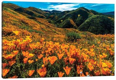 Super Bloom Of California Poppies In Walker Canyon, California, USA Canvas Art Print - Poppy Art