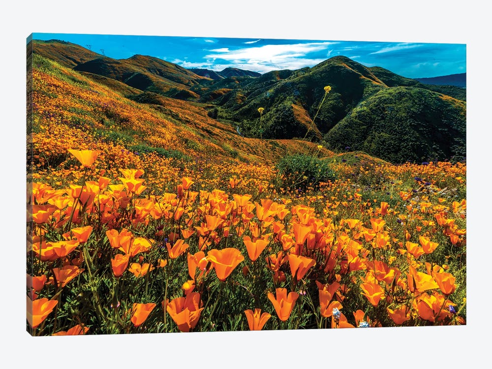 Super Bloom Of California Poppies In Walker Canyon, California, USA 1-piece Canvas Print