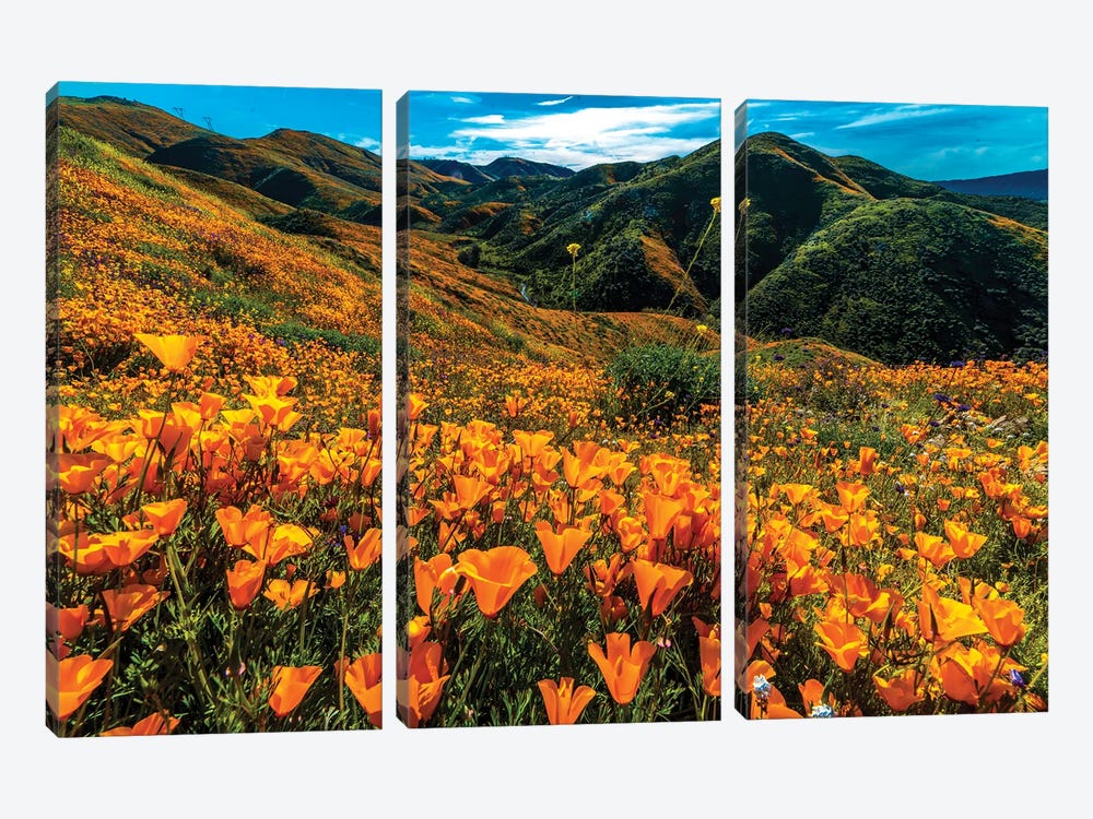 Super Bloom Of California Poppies In Walker Canyon, California, USA by Panoramic Images 3-piece Art Print