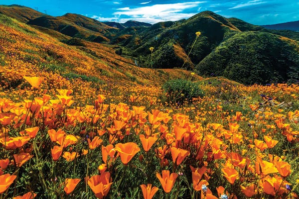California: Super Bloom Of California Poppies In Walker Canyon, California, USA by Panoramic Images