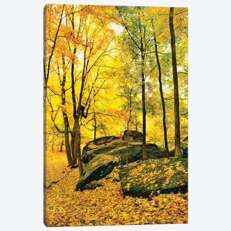 Trees In A Forest, Memorial State Forest, New York, - Canvas Art Print