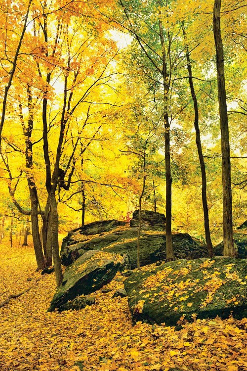 Trees During Autumn In Forest, Shawnee National Forest, Southern Illinois, Illinois, USA