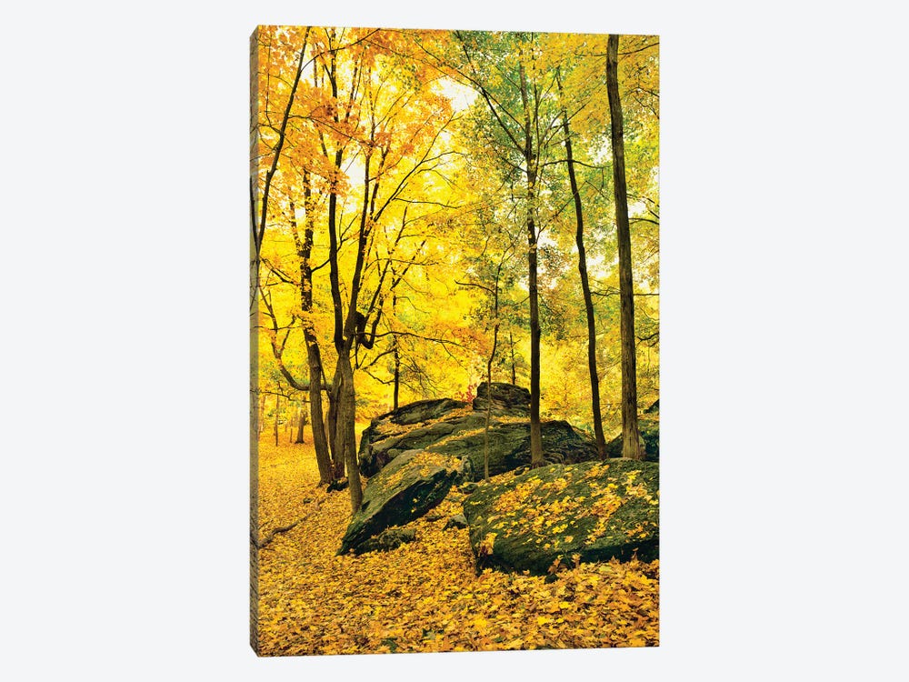 Trees During Autumn In Forest, Shawnee National Forest, Southern Illinois, Illinois, USA by Panoramic Images 1-piece Canvas Art