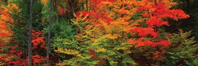 Trees In A Forest During Autumn, Tibbetts Memorial State Forest, Pittstown, Rensselaer County, New York, USA by Panoramic Images multi panel art
