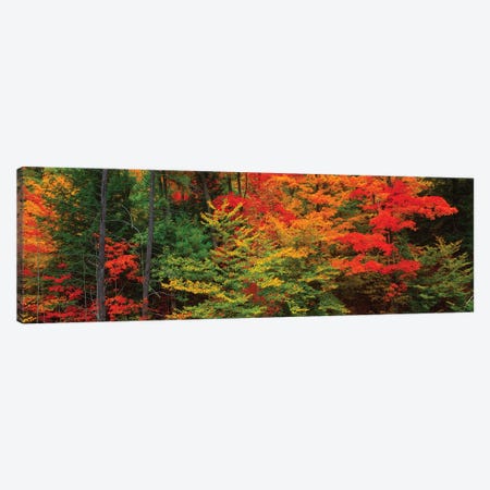 Trees In A Forest During Autumn, Tibbetts Memorial State Forest, Pittstown, Rensselaer County, New York, USA Canvas Print #PIM16041} by Panoramic Images Canvas Wall Art