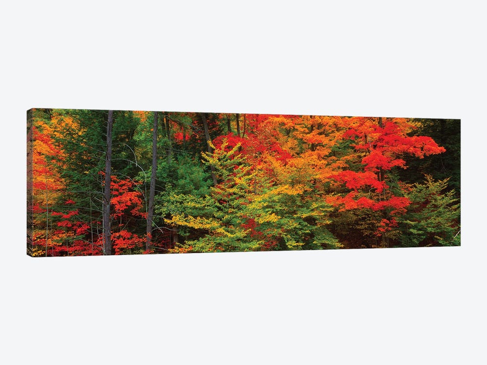 Trees In A Forest During Autumn, Tibbetts Memorial State Forest, Pittstown, Rensselaer County, New York, USA by Panoramic Images 1-piece Canvas Art Print