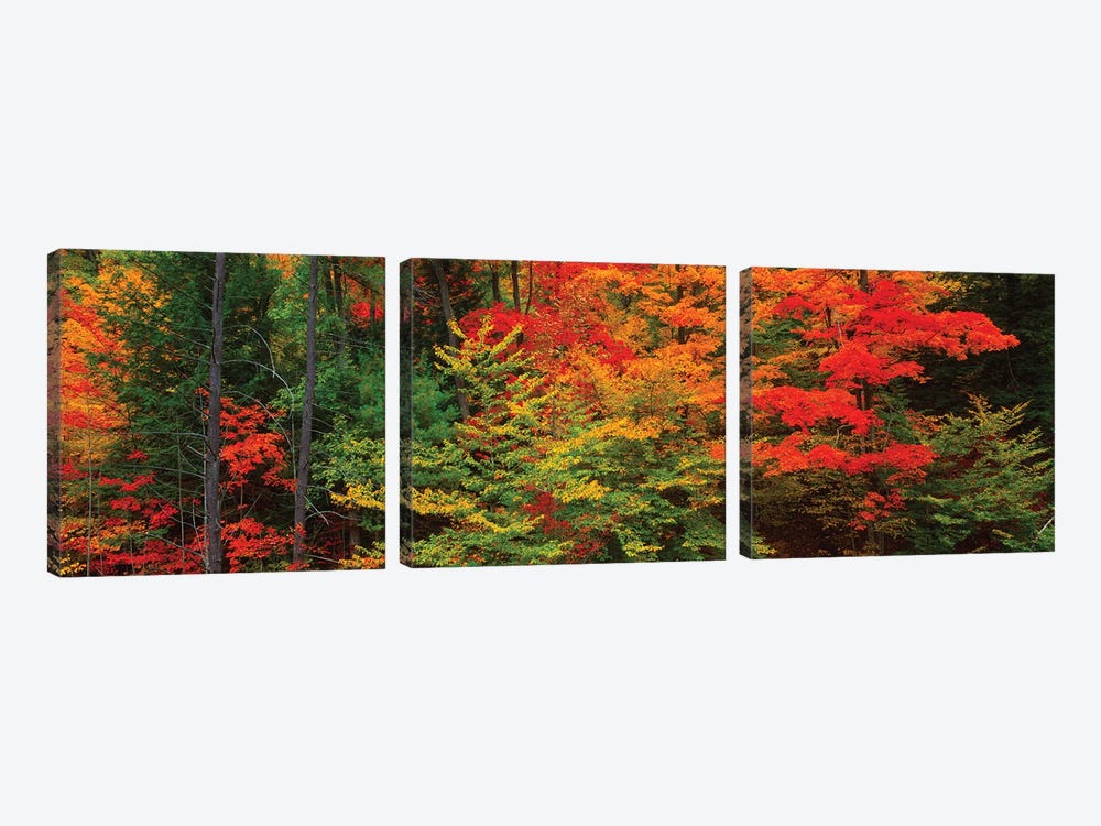 Trees In A Forest During Autumn, Tibbetts Memorial State Forest, Pittstown, Rensselaer County, New York, USA by Panoramic Images 3-piece Art Print