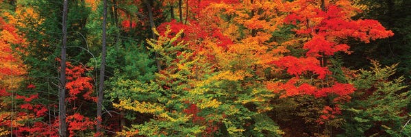 Trees In A Forest During Autumn, Tibbetts Memorial State Forest, Pittstown, Rensselaer County, New York, USA