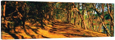 Trees In A Forest, Beech Forest Trail, Provincetown, Cape Cod, Barnstable County, Massachusetts, USA Canvas Art Print - Massachusetts Art