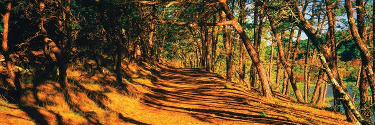 Trees In A Forest, Beech Forest Trail, Provincetown, Cape Cod, Barnstable County, Massachusetts, USA