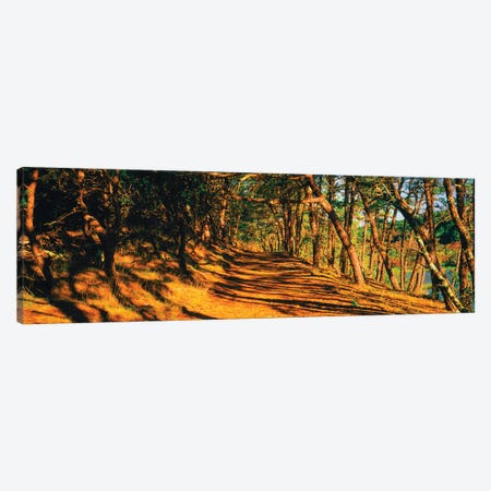 Trees In A Forest, Beech Forest Trail, Provincetown, Cape Cod, Barnstable County, Massachusetts, USA Canvas Print #PIM16042} by Panoramic Images Canvas Wall Art