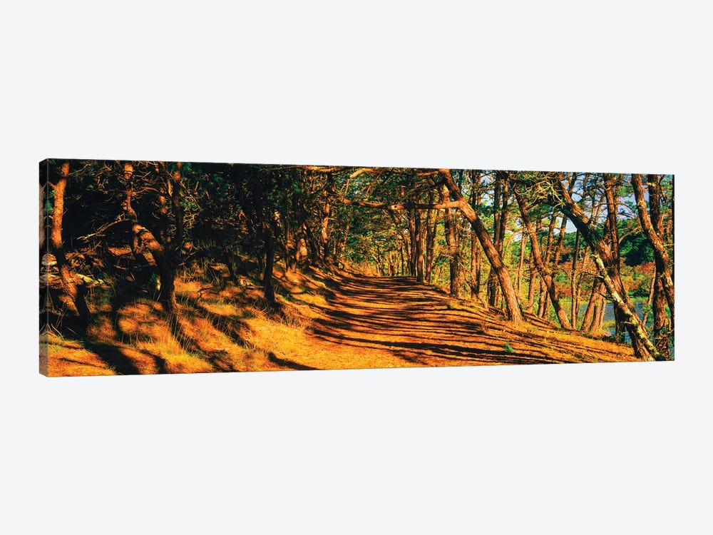 Trees In A Forest, Beech Forest Trail, Provincetown, Cape Cod, Barnstable County, Massachusetts, USA by Panoramic Images 1-piece Canvas Wall Art