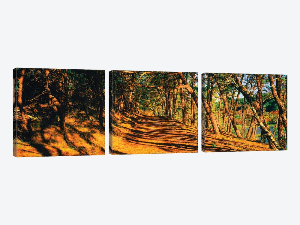 Trees In A Forest, Beech Forest Trail, Provincetown, Cape Cod, Barnstable County, Massachusetts, USA by Panoramic Images 3-piece Canvas Art