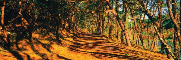 Massachusetts: Trees In A Forest, Beech Forest Trail, Provincetown, Cape Cod, Barnstable County, Massachusetts, USA by Panoramic Images