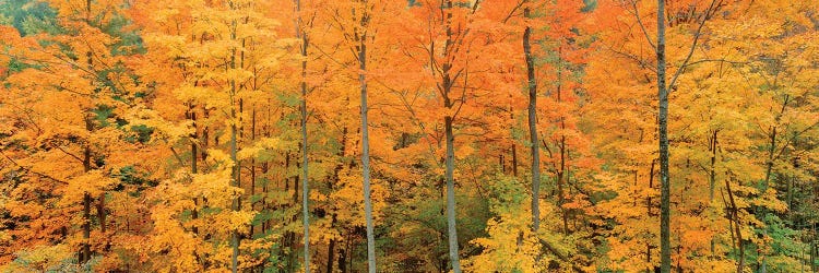 Trees In A Forest, Memorial State Forest, New York, USA