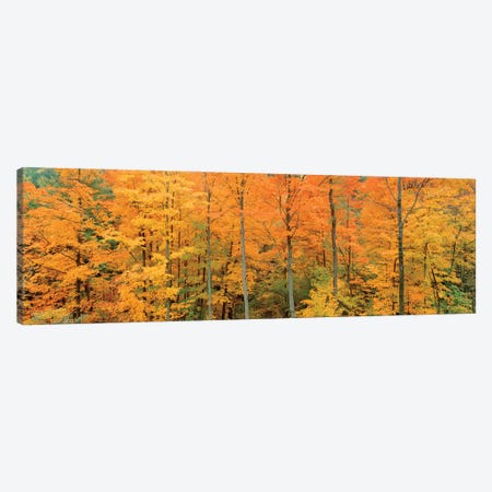 Trees In A Forest, Memorial State Forest, New York, USA Canvas Print #PIM16043} by Panoramic Images Canvas Art