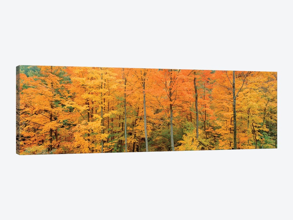 Trees In A Forest, Memorial State Forest, New York, USA by Panoramic Images 1-piece Canvas Print