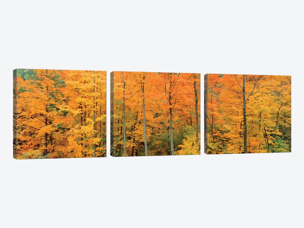 Trees In A Forest, Memorial State Forest, New York, USA by Panoramic Images 3-piece Canvas Print