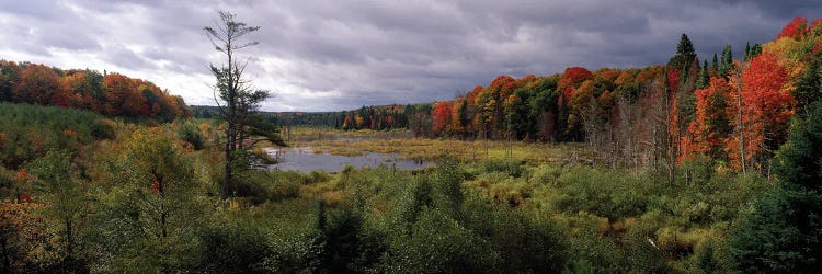 Trees In A Forest, Ottawa National Forest, North Woods, Upper Peninsula, Michigan, USA