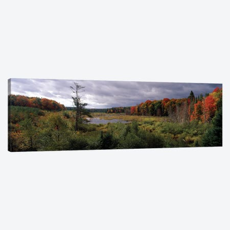 Trees In A Forest, Ottawa National Forest, North Woods, Upper Peninsula, Michigan, USA Canvas Print #PIM16044} by Panoramic Images Canvas Print