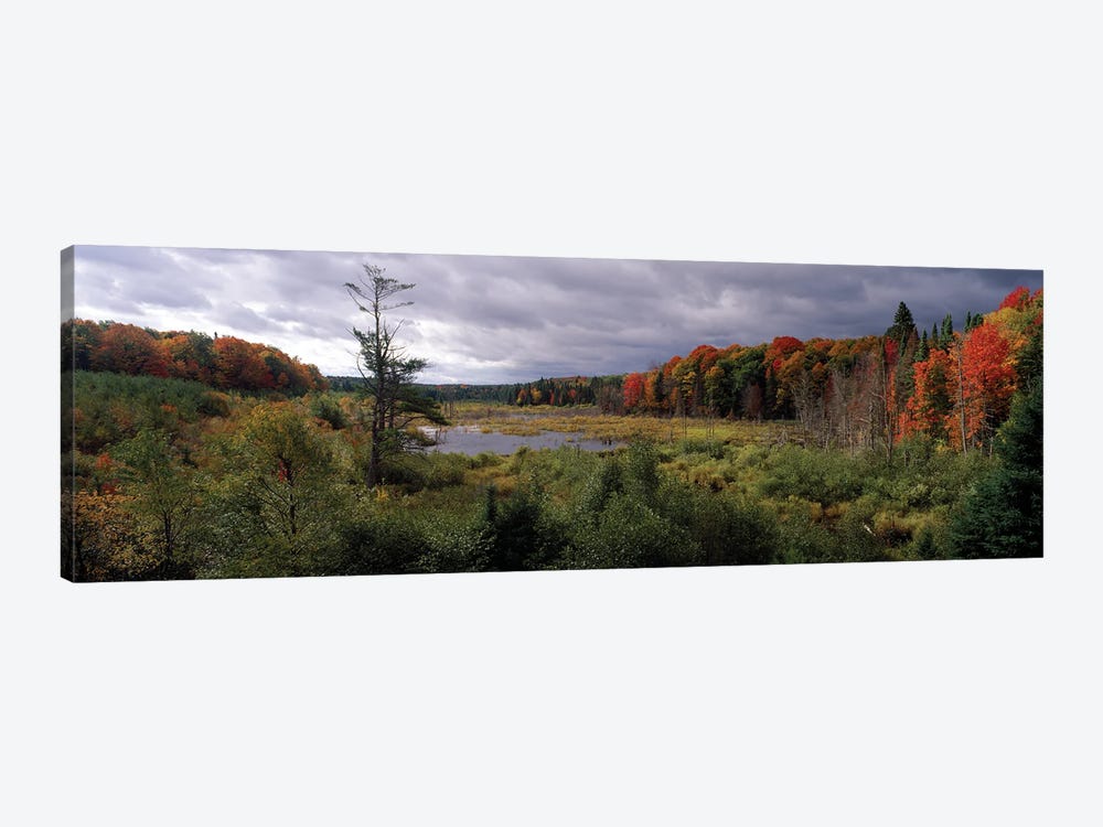 Trees In A Forest, Ottawa National Forest, North Woods, Upper Peninsula, Michigan, USA by Panoramic Images 1-piece Canvas Wall Art