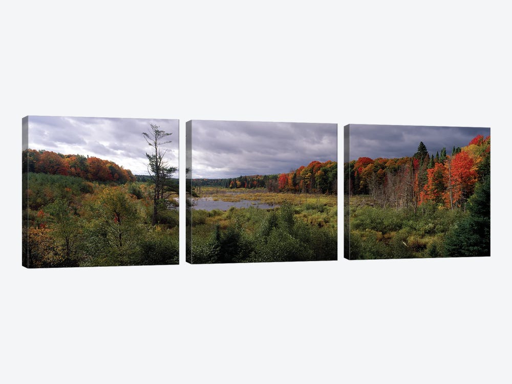 Trees In A Forest, Ottawa National Forest, North Woods, Upper Peninsula, Michigan, USA by Panoramic Images 3-piece Canvas Art