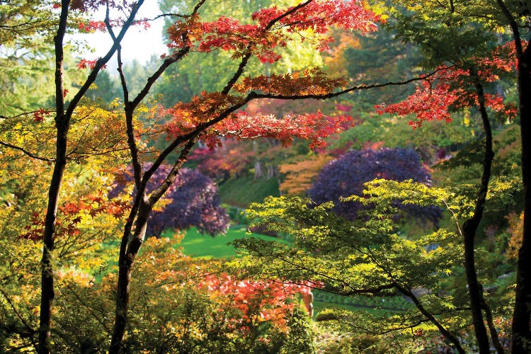 Trees In A Garden, Butchart Gardens, Victoria, Vancouver Island, British Columbia, Canada