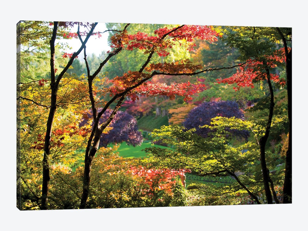 Trees In A Garden, Butchart Gardens, Victoria, Vancouver Island, British Columbia, Canada by Panoramic Images 1-piece Canvas Print