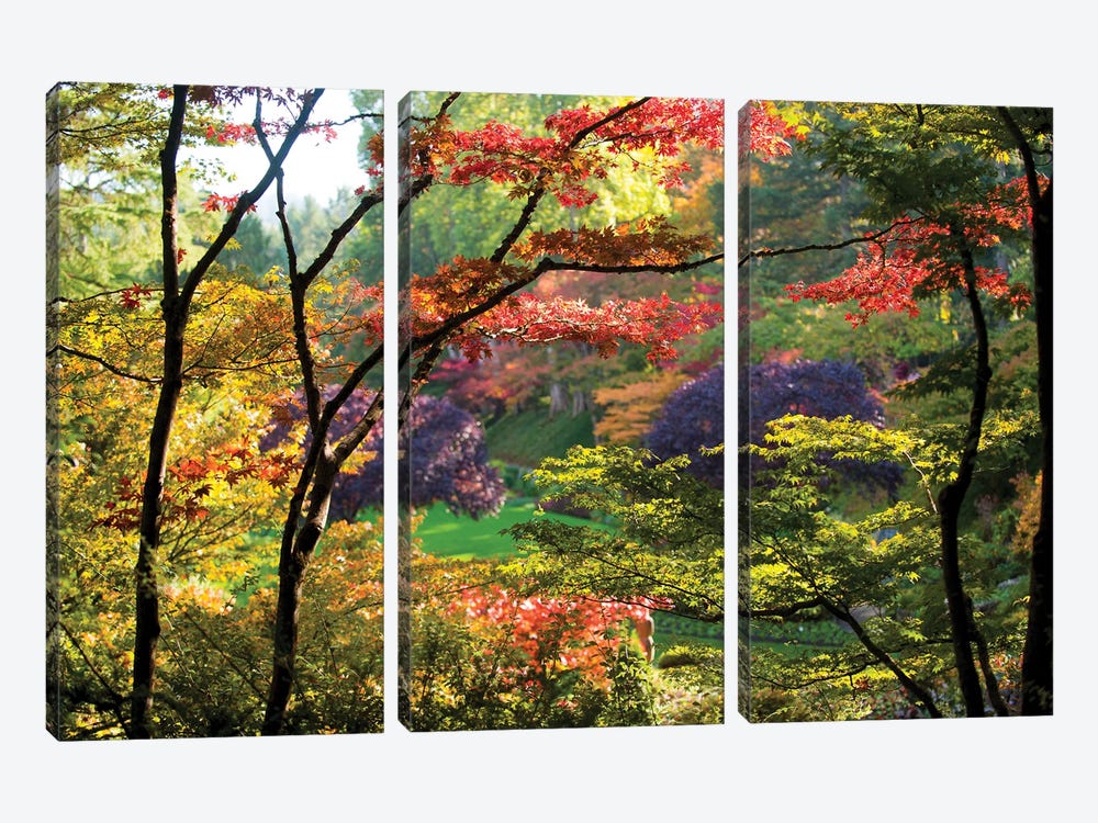 Trees In A Garden, Butchart Gardens, Victoria, Vancouver Island, British Columbia, Canada by Panoramic Images 3-piece Canvas Print