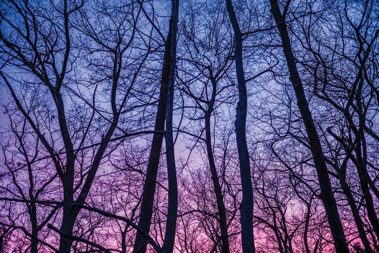 Usa, New England, Massachusetts, Cape Ann, Gloucester, Tree Silhouettes, Dusk, Winter