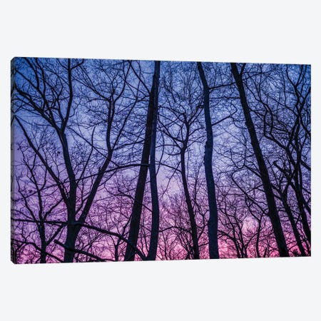 Usa, New England, Massachusetts, Cape Ann, Gloucester, Tree Silhouettes, Dusk, Winter Canvas Print #PIM16051} by Panoramic Images Canvas Print