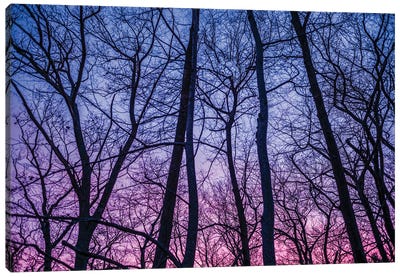 Usa, New England, Massachusetts, Cape Ann, Gloucester, Tree Silhouettes, Dusk, Winter Canvas Art Print