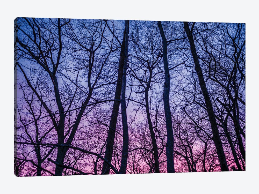 Usa, New England, Massachusetts, Cape Ann, Gloucester, Tree Silhouettes, Dusk, Winter by Panoramic Images 1-piece Canvas Art