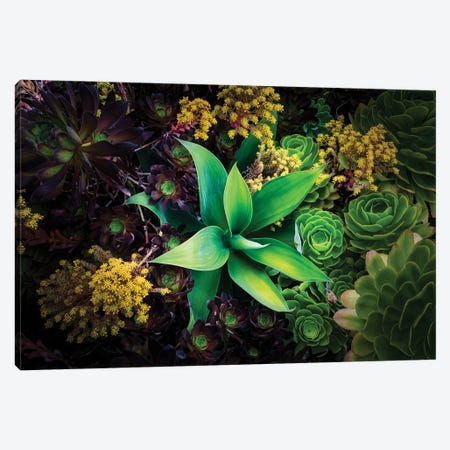 Various Succulent Plants In Garden, Oakland, California, USA Canvas Print #PIM16053} by Panoramic Images Canvas Print