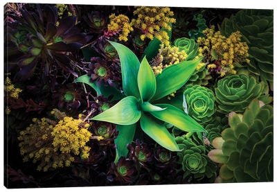 Various Succulent Plants In Garden, Oakland, California, USA Canvas Art Print - Oakland Art