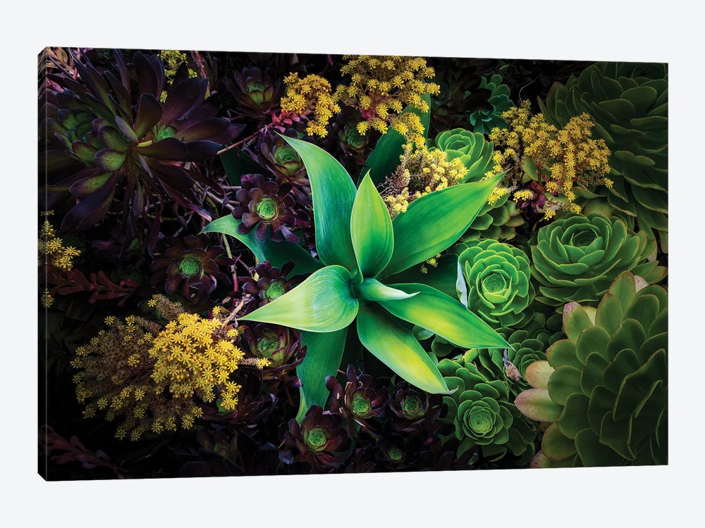 Various Succulent Plants In Garden, Oakland, California, USA by Panoramic Images 1-piece Canvas Artwork