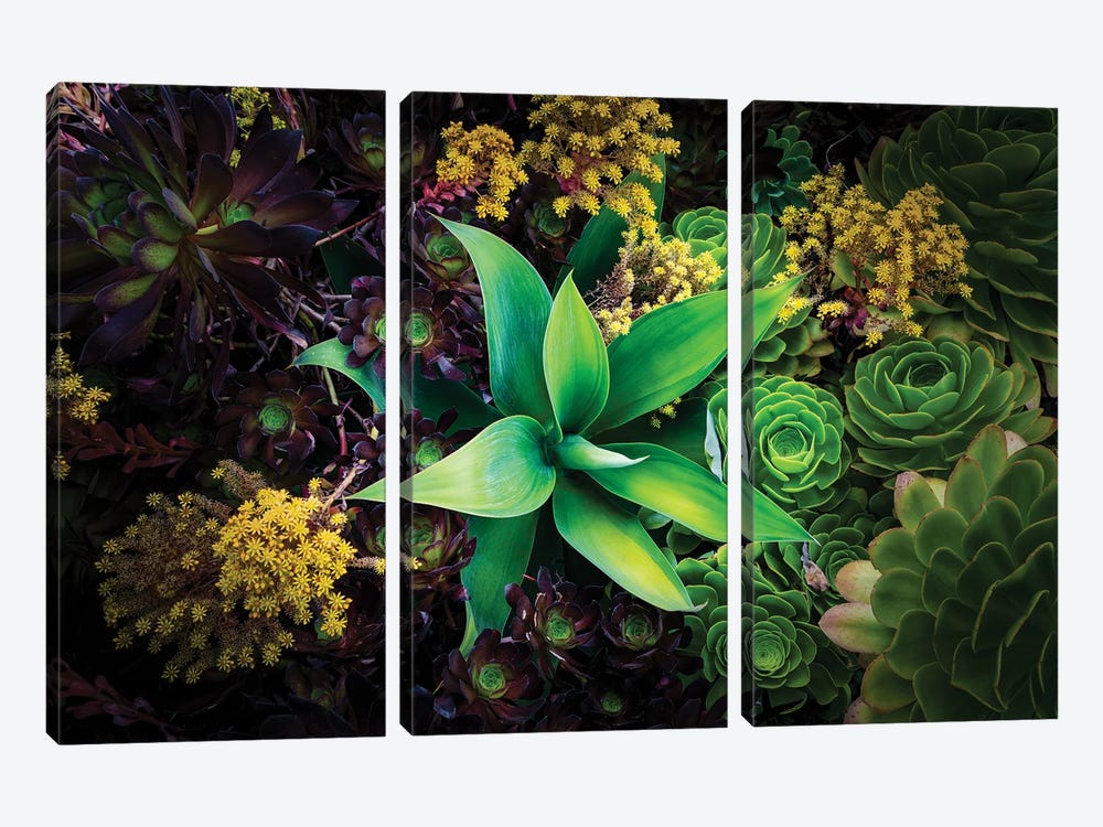 Various Succulent Plants In Garden, Oakland, California, USA by Panoramic Images 3-piece Canvas Wall Art