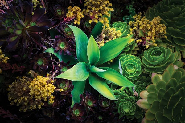 Oakland: Various Succulent Plants In Garden, Oakland, California, USA by Panoramic Images